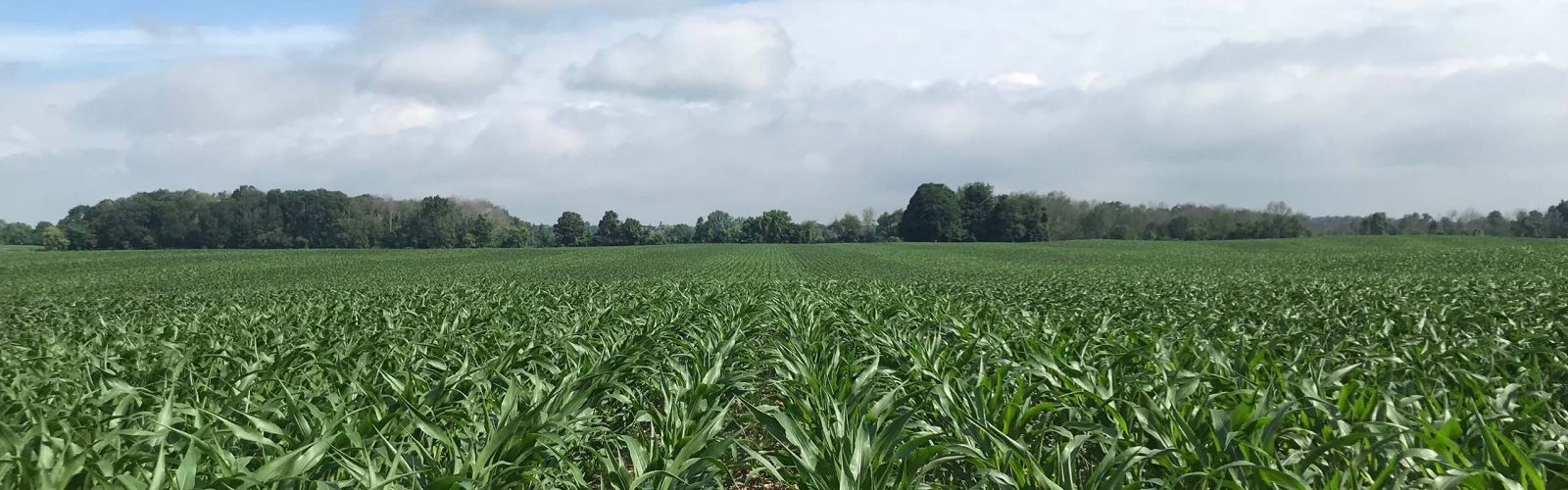 Brussels Agromart corn crop