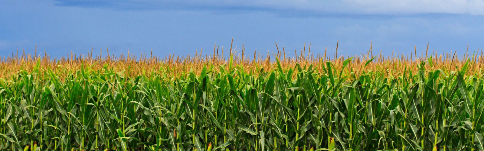 Brussels Agromart corn crop