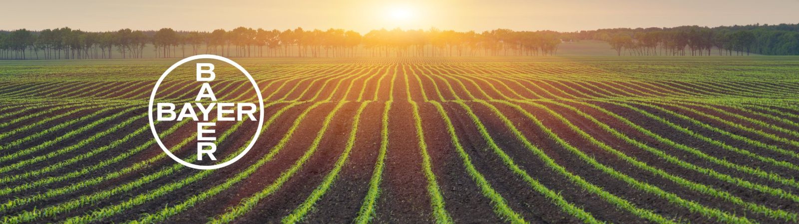 Cropland with sunset