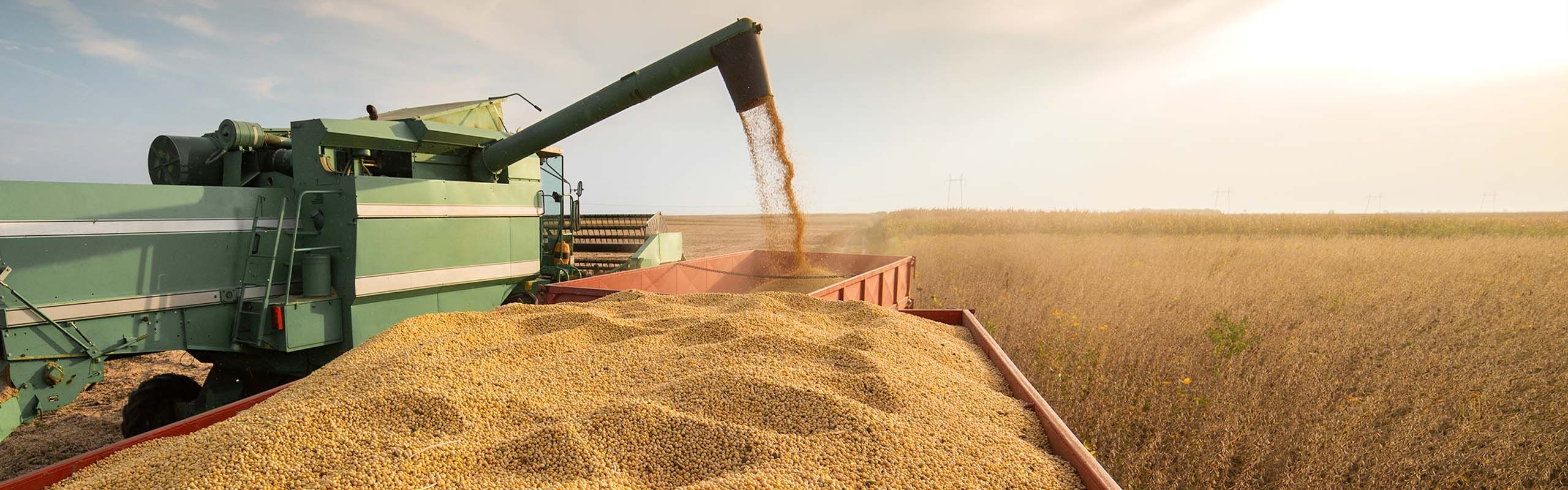 I.P Soybeans cultivation