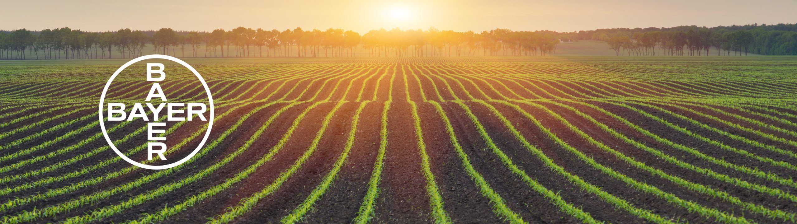 Cropland with sunset