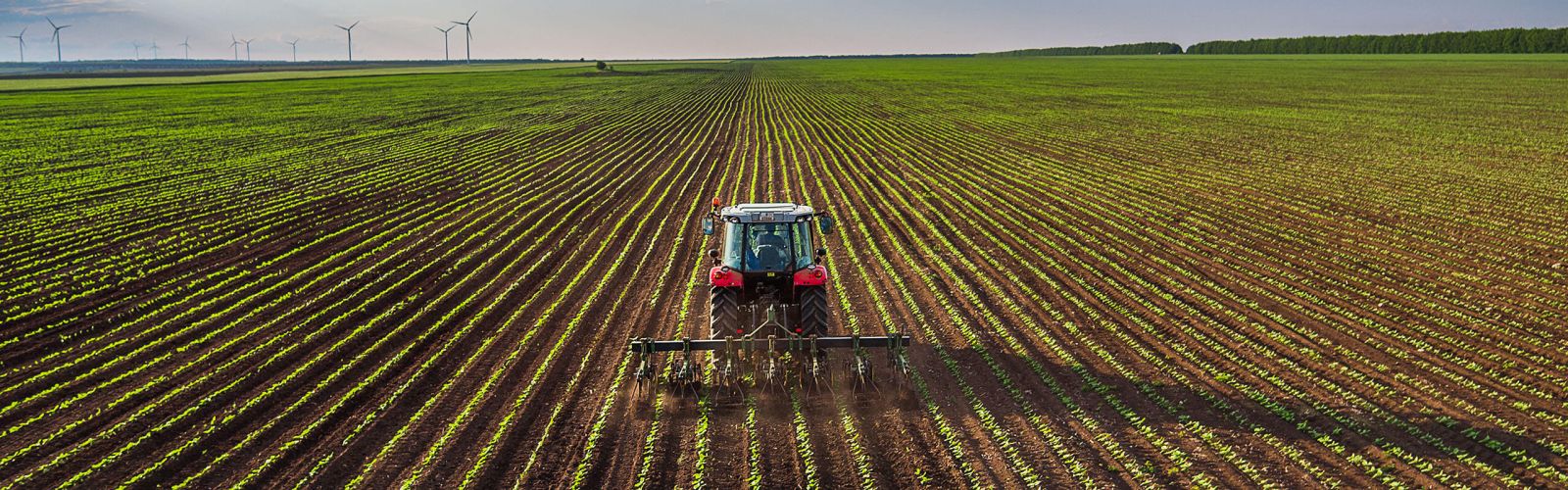 Brussels Agromart seed production