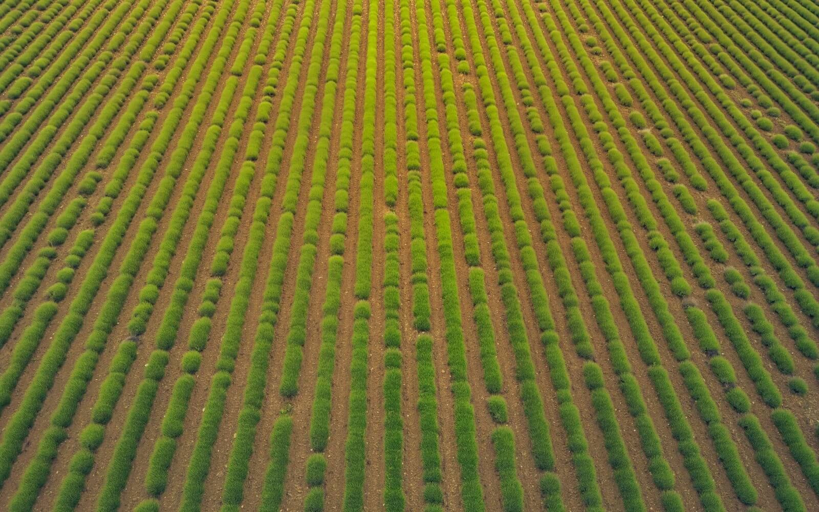 Green farmland