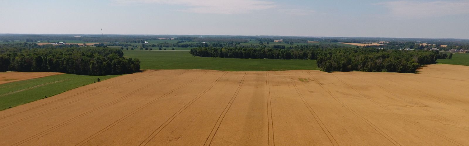 Brussels Agromart wheat crop