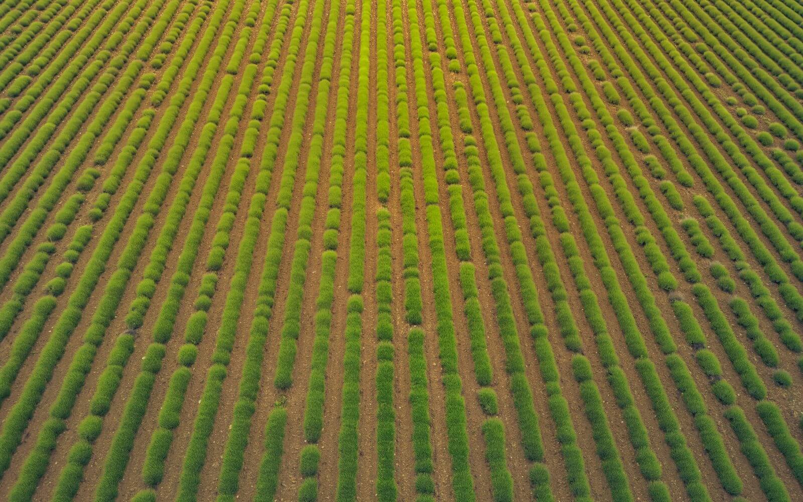 Green farmland