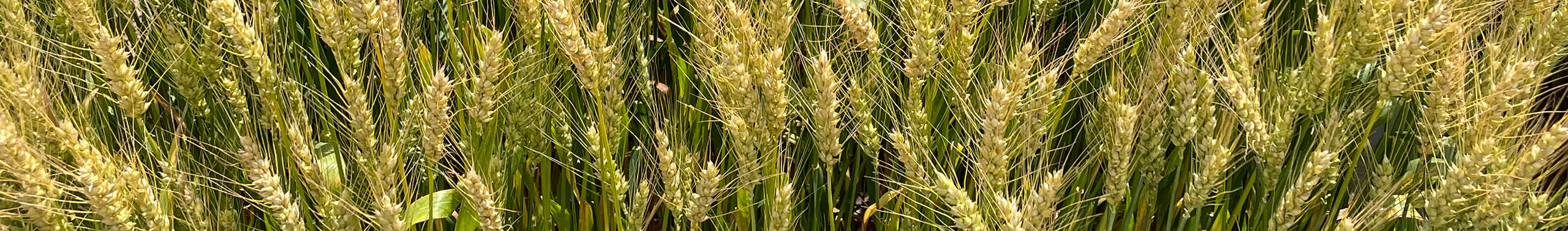 Soft Red Winter Wheat