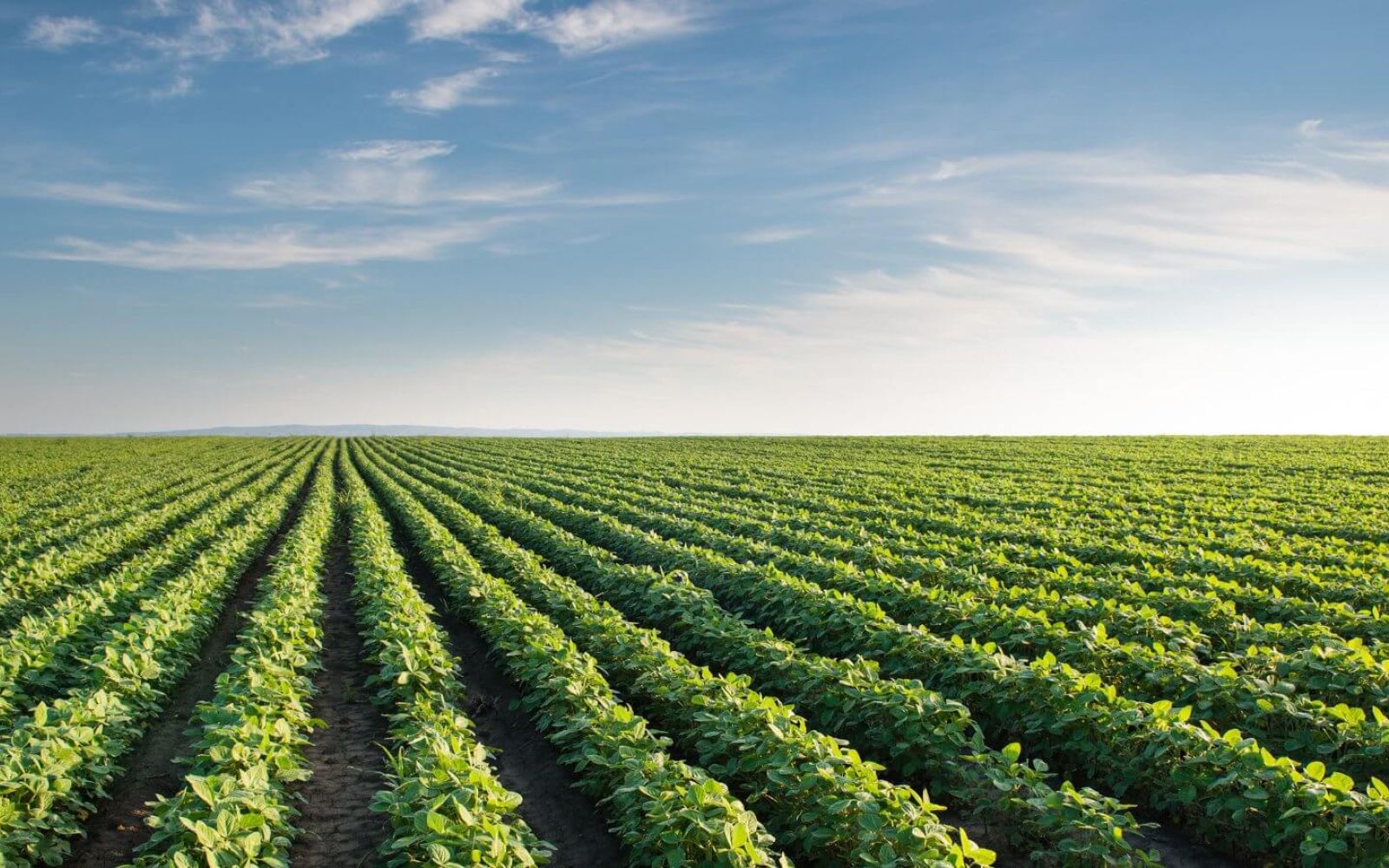 Soybean field and blue skies