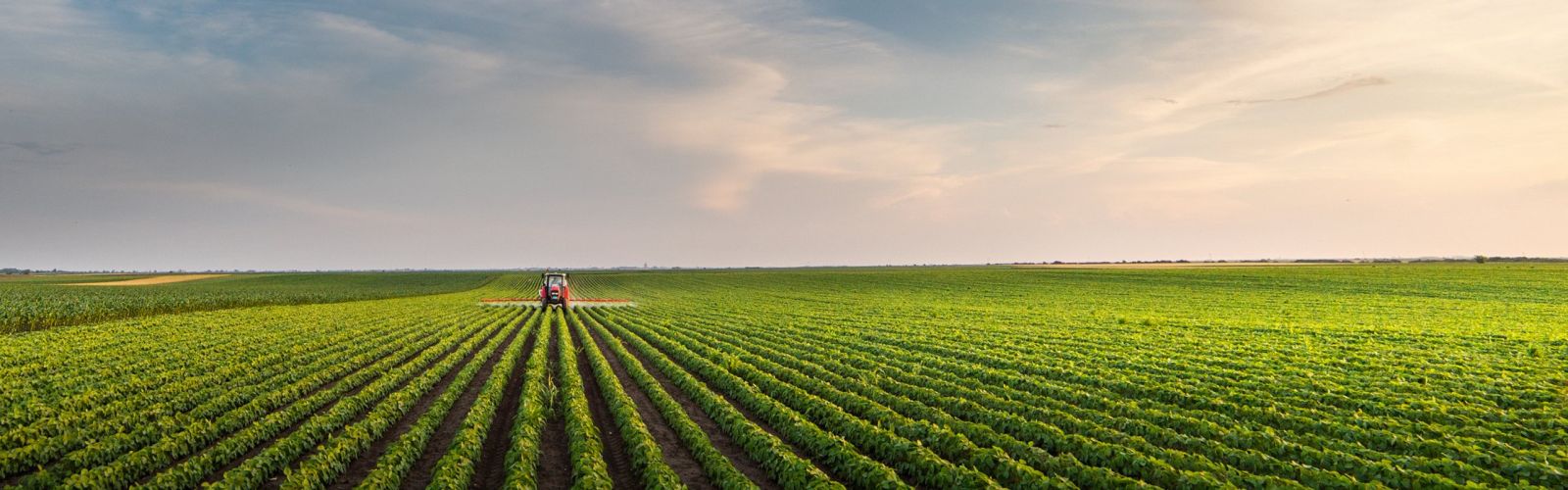 I.P soybean image